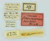 CollectionObject 1532151; 355ffb2f-cc20-4602-95a1-8f3e1b05cf6f, NMW No. 371: labels (male syntype). (CollectionObject).
