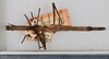 CollectionObject 1561881; 62168397-81e1-4c1e-bfb0-cdb19c7d1b70: copyright USNM, Washington. female (holotype). (CollectionObject).