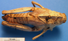 CollectionObject 1538379; 1e2f4fb9-9148-4ec5-b627-7a9bffdbf5a2: female, dorsal view. (CollectionObject).