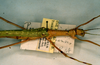 CollectionObject 1559575; 2b8d94e5-f5e3-473f-8212-f0d7519d2b50: copyright RBINS Brussels. female: head & thorax, lateral view (syntype). (CollectionObject).