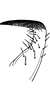 Stylus on Falcitettix (Falcitettix) guttiger (Kusnezov, 1929): Stylus. (Observation).