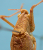 CollectionObject 1542718; 7e860499-ece2-410e-bb6e-db4430896ded: male pronotum dorso-lateral view (holotype). (CollectionObject).