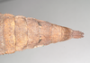 CollectionObject 1558863; NHMUK(SF IMPORT DUPLICATE) 845209, e263b155-b331-4145-9ff8-582cdac82582: copyright Natural History Museum, London. female: end of abdomen, dorsal view of Heteropteryx dehaanii (holotype). (CollectionObject).