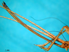 CollectionObject 1565730; 1ed0854e-1f82-41a3-bb9f-3c9c7b3e1942: ovipositor (paratype). (CollectionObject).
