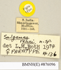 Salganea rehni Roth, 1979: Copyright Natural History Museum, London. Labels from paratype (adult female) in BM(NH). (Otu).