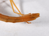 CollectionObject 1560445; 07177fe8-db1f-4fe3-991a-d74a0c90d338: opyright ZMHB, Berlin. female: end of abdomen, lateral view of synonym Ocnophila pallidissima (holotype). (CollectionObject).