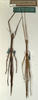 CollectionObject 1557142; d8f0877c-c1a1-45db-a5cd-ccb985dc866d: copyright NMW, Vienna. female (holotype). (CollectionObject).