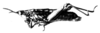 CollectionObject 1518354; bbb3e29f-ed32-42b4-a9ab-84522b1e5c6d: Fig. 13 B. female, lateral view (holotype) (body length 24 mm, pronotum 4 mm, hind femur 9.5 mm). (CollectionObject).