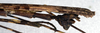CollectionObject 1561464; NMW 188', d73d7211-42f7-4c18-9111-8f3c0d94e183: copyright NMW, Vienna. male: end of abdomen, lateral view (syntype). (CollectionObject).