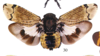 Habitus, dorsal view: !! display not done !! on Aburia olivacea (Blanchard, 1846): (Observation).