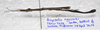 CollectionObject 1584540; df0211a8-d79c-42f5-92c6-9cfba3dfd808: (CollectionObject).