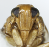 Head: !! display not done !! on Paraliburnia adela (Flor, 1861): (Observation).