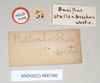 CollectionObject 1559613; NHMUK(SF IMPORT DUPLICATE) 845180, 8e05dfd0-47c3-4802-9499-587f5f9deb8a: copyright Natural History Museum, London. male, data labels of synonym Bacillus stellenboschus (holotype). (CollectionObject).