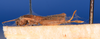 CollectionObject 1539948; 419a9490-fbbf-41de-8fbd-76ea0e051891: female, lateral view (syntype). (CollectionObject).