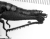 CollectionObject 1530137; aadd7f97-5494-47e3-9da8-db7978c88f49: Image Carbonell, C.S. female abdomen end, lateral view (holotype). (CollectionObject).