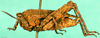 CollectionObject 1501791; e1780ab3-f93d-47ae-a21f-0a668a81c020: female, lateral view. (CollectionObject).