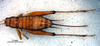 CollectionObject 1581480; 4dbd668a-9953-4332-8149-fc09ccc9b298: female, dorsal view (allotype). (CollectionObject).