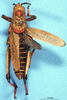 CollectionObject 1507055; d9ec454c-9931-4c16-b4f7-1cbb02ae53c3: male, dorsal view (holotype). (CollectionObject).