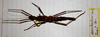 Andropromachus Carl, 1913: copyright Paul D. Brock. Andropromachus scutatus TYPE SPECIES female. (Otu).