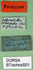CollectionObject 1501842; bca2cad9-e5e3-43e2-bbf2-4bfdb0184528, DORSA BTisohosS01: labels (syntype). (CollectionObject).