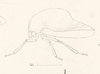 Habitus, lateral view: !! display not done !! on Carynota major (Emmons, 1855): (Observation).