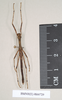 CollectionObject 1557212; NHMUK(SF IMPORT DUPLICATE) 844729, ec1666cf-b9a0-438f-a476-303482397e04: copyright Natural History Museum, London. male (holotype). (CollectionObject).