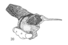 Habitus, lateral view: !! display not done !! on Centruchoides laticornis Fowler, 1896: (Observation).
