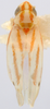 Habitus, dorsal view on Erythridula lasteri (Hepner, 1977): Habitus (neotype, INHS collection). (Observation).