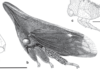 Habitus, lateral view: !! display not done !! on Enchenopa monoceros (Germar, 1821): (Observation).