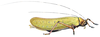 Brunneana cincticollis (Brunner von Wattenwyl, 1895): Pl. III, Fig. 3. female habitus (Pseudophyllus pomposus). (Otu).