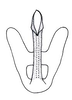 Aedeagus, posterior view on Chinaia serrata Linnavuori, 1965: Male holotype [USNM]: aedeagus, posterior view. (Observation).
