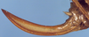 CollectionObject 1531365; NMW 1101, 0200bac1-f6bd-4a0b-872a-ce85b1698084: female ovipositor (holotype). (CollectionObject).