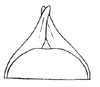 Subgenital plate, ventral view on Achaetica anabasidis Emeljanov, 1959: (Observation).