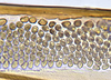 Ovipositor: !! display not done !! on Dorycephalus Kouchakéwitch, 1866: Dorycephalus baeri, first valvula dorsal sculpturing (INHS). (Observation).