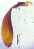 CollectionObject 1523683; 1f42e53c-d464-42a9-b114-02e1672700f1: male, spermatophore (holotype). (CollectionObject).