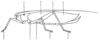 Fig. 2. habitus, points from which fluid exudes indicated. Depicts Parasanaa donovani (Donovan, 1834), an Otu.