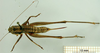 CollectionObject 1530841; a803d2c3-8eb6-45a2-968f-46bfca423fc0: female, dorsal view (syntype). (CollectionObject).