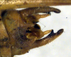 male abdomen tip, dorsal view (syntype). Depicts CollectionObject 1502453; 2cc96564-38e7-42d4-8055-685f520a7dc7, a CollectionObject.