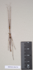 CollectionObject 1562687; d96976dd-6964-4788-8984-2c142fd555a1: copyright Natural History Museum, London. male (paratype). (CollectionObject).