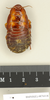 CollectionObject 1572991; c006cb4d-09c2-4d94-b7e7-2f992474be87: Copyright Natural History Museum, London. Non-type (female nymph) in BM(NH). Dorsal view. (CollectionObject).