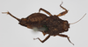 CollectionObject 1479724; 535e4cf3-6540-4e4e-81dd-097c04d52320: male, dorsal view (syntype). (CollectionObject).