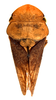 Habitus, dorsal view: !! display not done !! on Thlasia Germar, 1836: Thlasia brunipennis (male). (Observation).