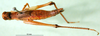 CollectionObject 1500935; 95a0a0f9-5d2d-44dd-a087-64a6df5206ac: female, dorsal view (syntype). (CollectionObject).