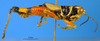 CollectionObject 1505380; baf8d91f-1fe7-4e41-8778-f60797d47bfd: male, lateral view (syntype). (CollectionObject).