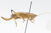 female, lateral view. Depicts CollectionObject 1578182; 58d71237-15a3-4e7c-a55b-531328168640, a CollectionObject.
