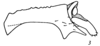 Anal tube processes on Duilius (Bitropis) logvinenkoae Emeljanov, 2007: (Observation).