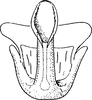 Aedeagus, ventral view: Aedeagus, ventral view. (Observation).