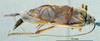 CollectionObject 1536201; NMBA 3225427, 7c936772-58ab-4103-8bfa-293f3c5400dd: male, dorsal view. (CollectionObject).