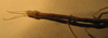 CollectionObject 1561668; 4d116c9b-ffc9-411e-b43c-2cae8bb14825: copyright NZSI, Calcutta. male, head and thorax (holotype). (CollectionObject).