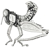 Uvaroviobia luanensis (Uvarov, 1953): Fig. 59. male habitus. (Otu).